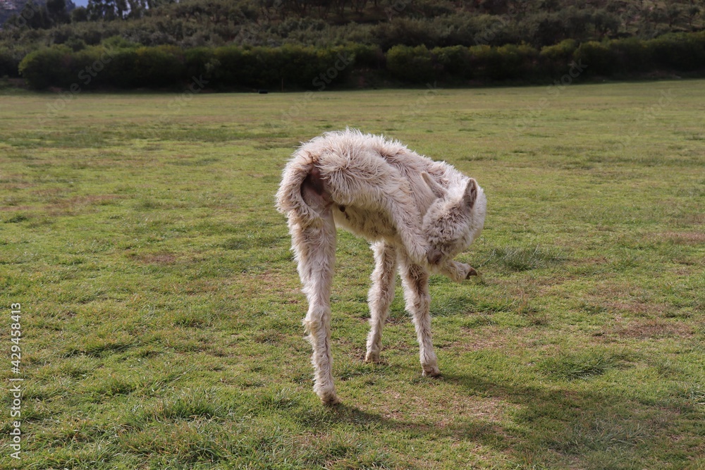 Obraz premium alpaca