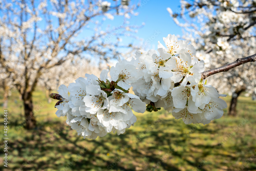 Branche de cerisier en fleurs gros plan.