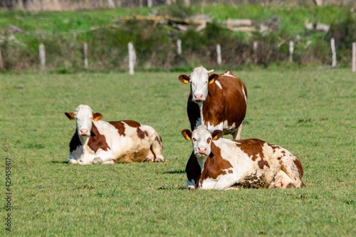 group of montbeliard cows in pasture