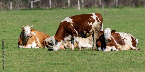 group of montbeliard cows in pasture