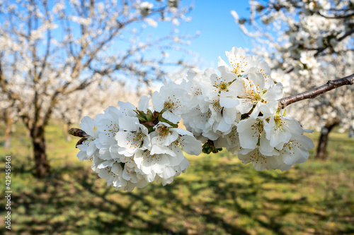 Obraz na płótnie Branche de cerisier en fleurs gros plan. w salonie