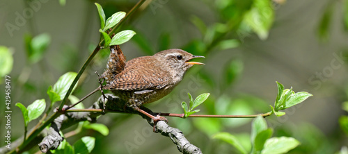 Zaunkönig // Eurasian wren (Troglodytes troglodytes)  photo