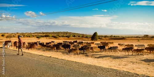 flock of african cows near the road