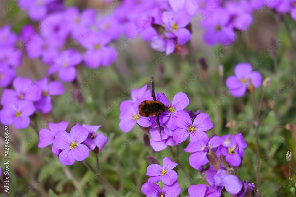 Vergissmeinnicht, Blume, Blüten Vergissmeinnicht, Blume, Blüten