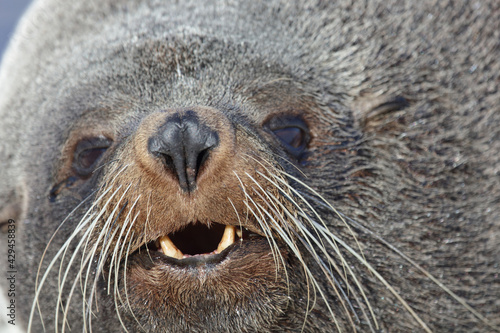 Fototapeta Naklejka Na Ścianę i Meble -  Neuseeländischer Seebär / New Zealand fur seal / Arctocephalus forsteri..