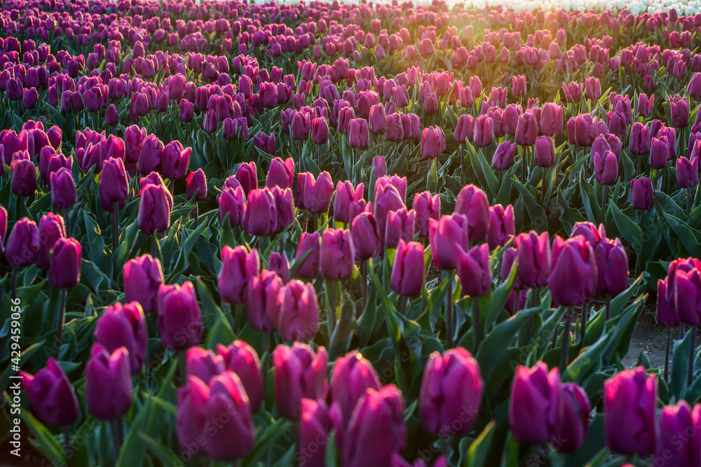 Tulipes violettes sur le champ. Lever de soleil.