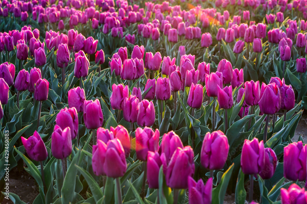 Tulipes violettes sur le champ. Lever de soleil.
