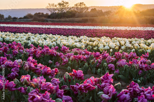 Obraz na płótnie Champ de tulipes en Provence, France. Tulipes jaunes roses au premier plan. Tulipes perroquet au premier plan. Lever de soleil. w salonie