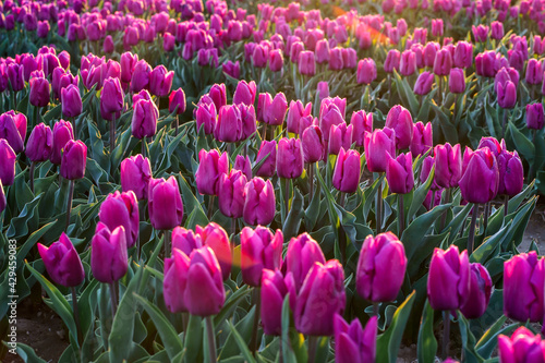 Obraz na płótnie Tulipes violettes sur le champ. Lever de soleil. w salonie
