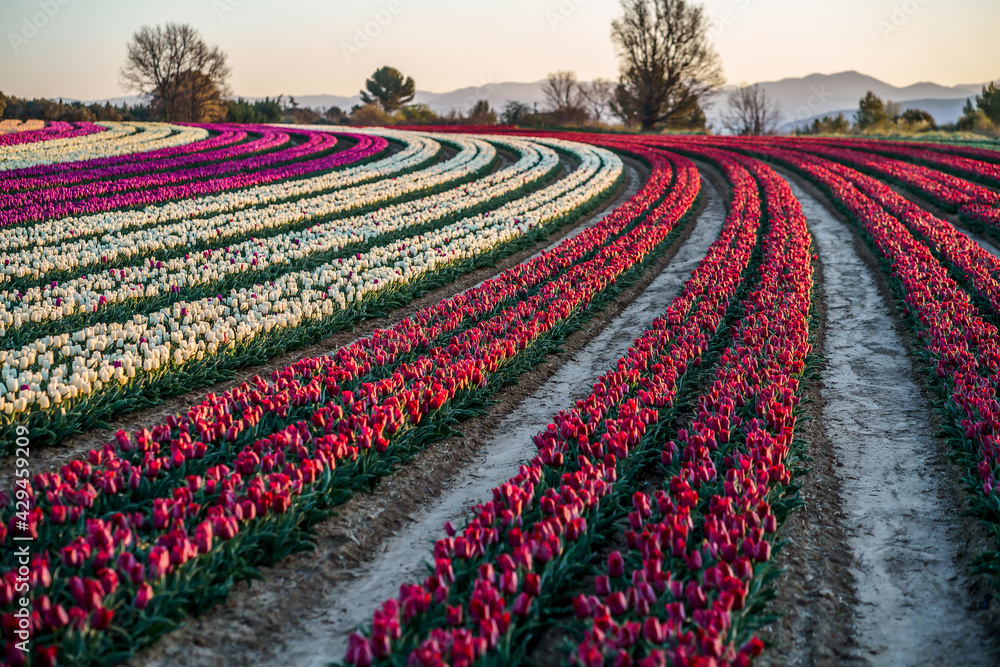 Champ de tulipes en Provence, France au printemps. Lever de soleil. Tulipes blanches, roses, violettes, rouges.