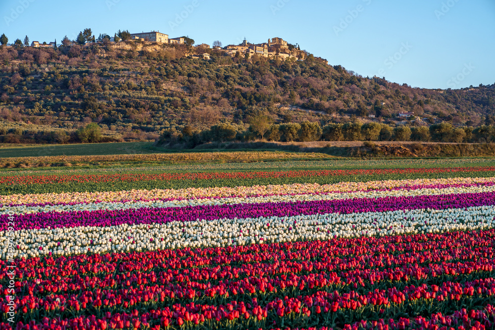 Champ de tulipes en Provence, France au printemps. Village de Lurs en arrière plan. Lever de soleil. Tulipes blanches, roses, violettes, rouges.