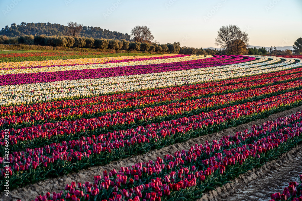 Champ de tulipes en Provence, France au printemps. Lever de soleil. Tulipes blanches, roses, violettes, rouges. 