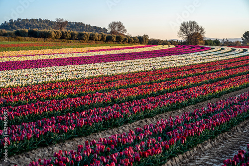 Obraz na płótnie Champ de tulipes en Provence, France au printemps. Lever de soleil. Tulipes blanches, roses, violettes, rouges. w salonie