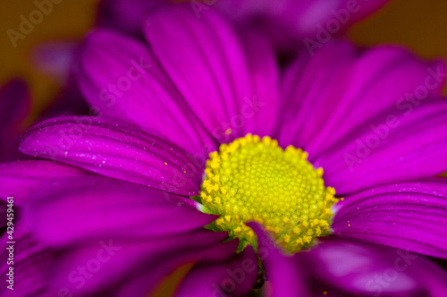 Beautiful bright purple and yellow chrysanthemum flowers  selective focus  macro