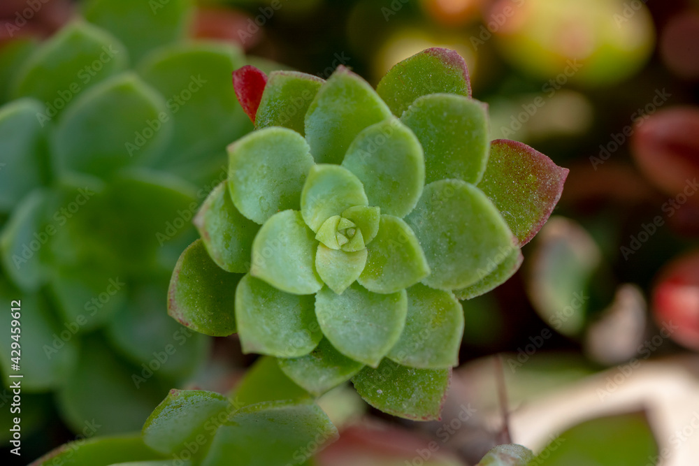 Close up beautiful Macro shot of flower
Close up beautiful Macro shot of flower