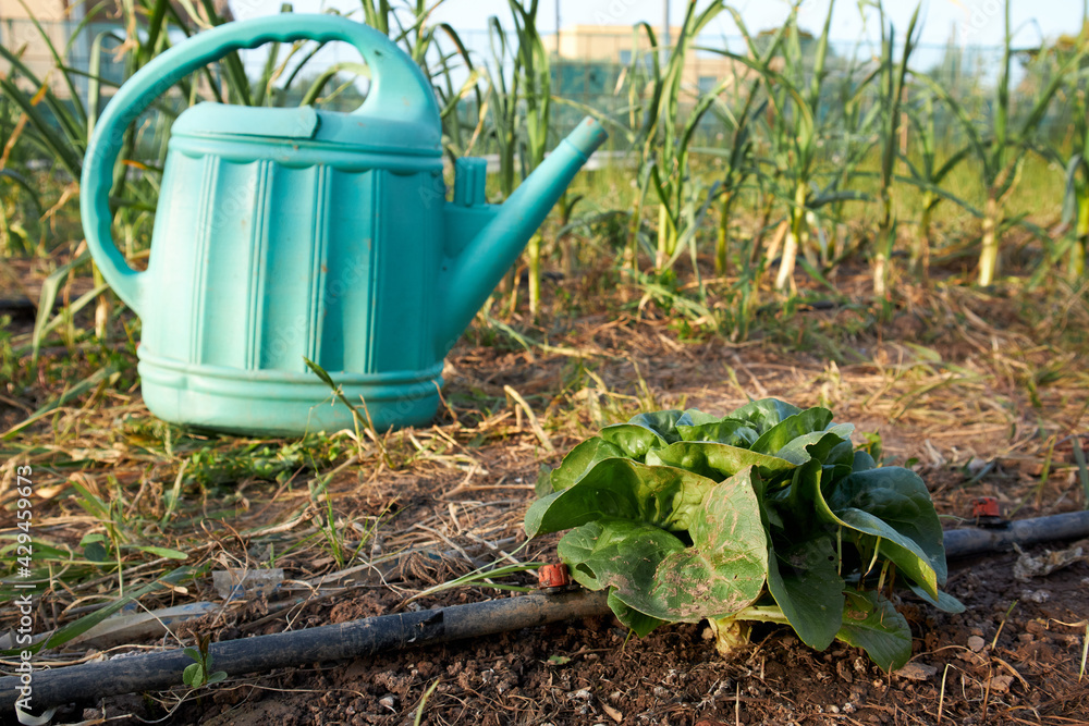 lettuce and watering can in vegetable garden lettuce and watering can in vegetable garden