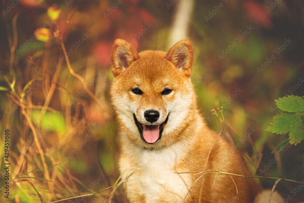 Beautiful and happy shiba inu puppy sitting in the fall forest at golden sunset. Red shiba inu female puppy in autumn
