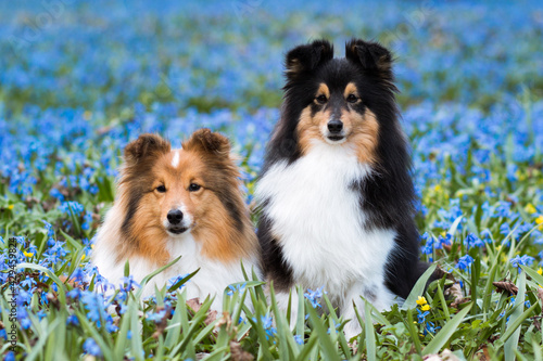 Foto Cute sable black sable white shetland sheepdog, sheltie lies outdoors on a field of blooming  blue scilla snowdrops