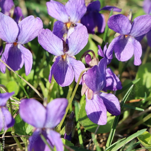 Viola odorata  Sweet Violet  English Violet  Common Violet  or Garden Violet  blooming in spring close-up