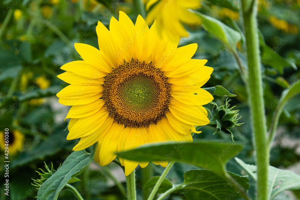 Fototapeta premium Beautiful sunflower on a blurred nature background
