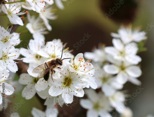 A Male Tawney Mining Bee, scientific name Andrena fulva. The bee is feeding on Blackthorn nectar. 