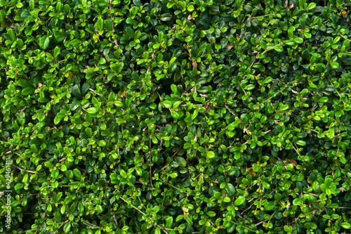 Fresh small green leaves wall background on garden