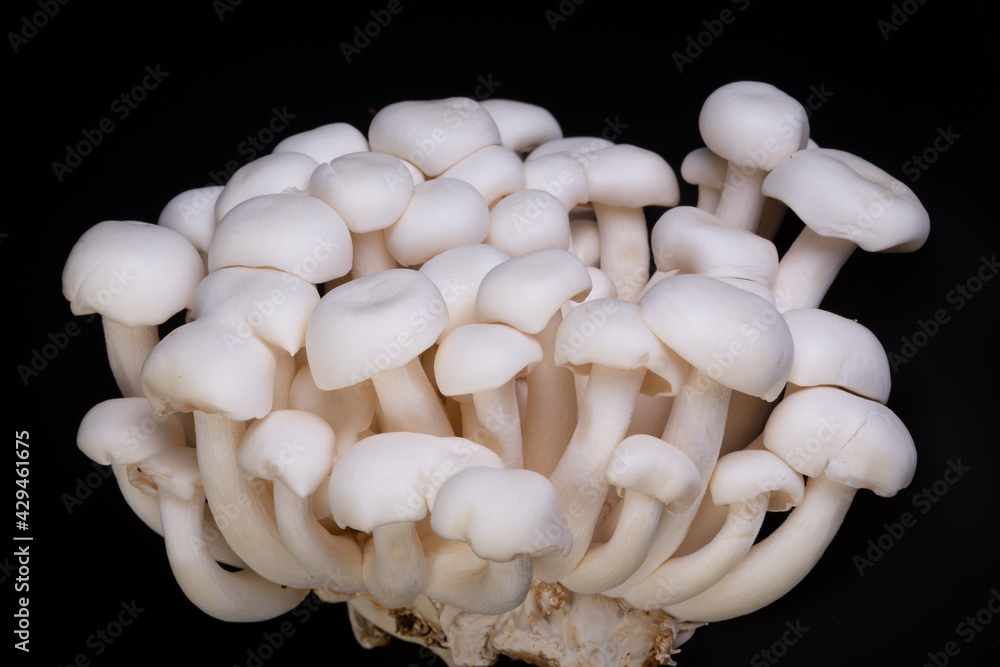 Shimeji mushroom or White beech mushrooms isolated on black background. Shimeji is a group of