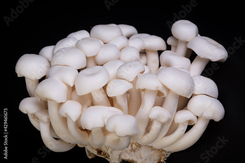 Shimeji mushroom or White beech mushrooms isolated on black background. Shimeji is a group of edible mushrooms native to East Asia. Shimeji is rich in umami tasting compounds.