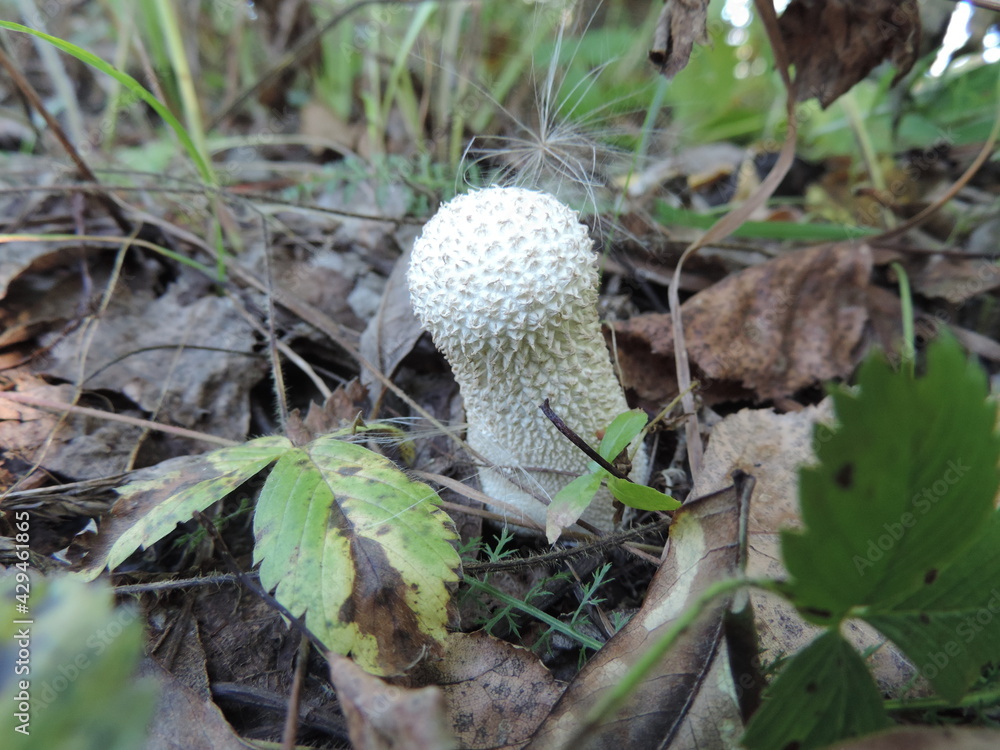 A young mushroom raincoat. A young mushroom raincoat.