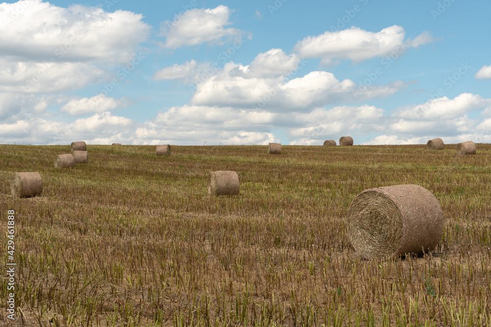 A bale of hay lies in a field on a warm sunny day against the background of fluffy clouds. Drying hay in the open air. Preparation of feed for cattle.