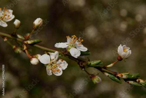 pink and white flowers of fruit tree at spring