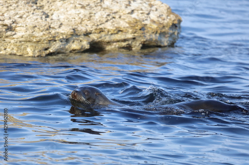 Neuseel  ndischer Seeb  r   New Zealand fur seal   Arctocephalus forsteri