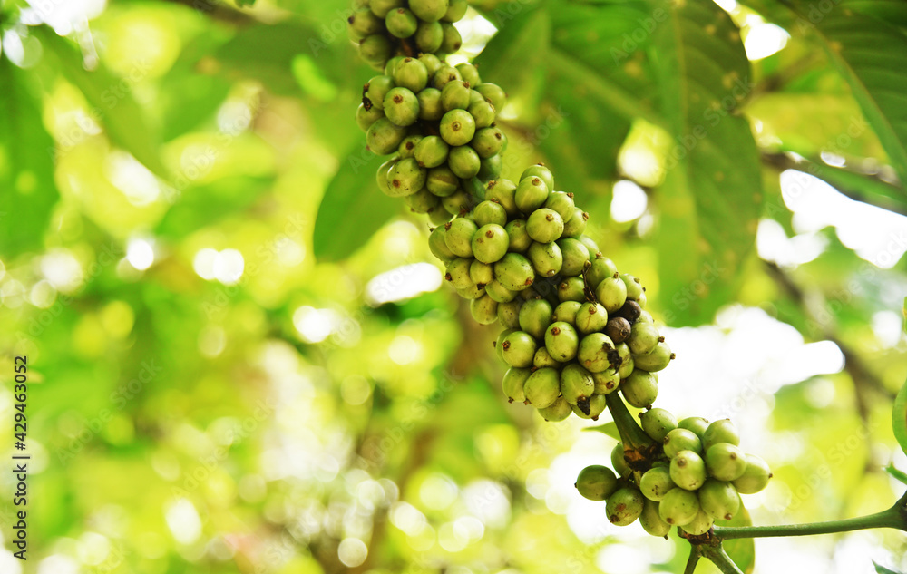 Coffee fruits growth on the tree with bokeh background Coffee fruits growth on the tree with bokeh background