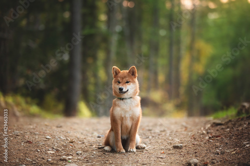 Beautiful shiba inu puppy sitting in the enchanted fall forest at golden sunset. Cute Red shiba inu puppy in autumn