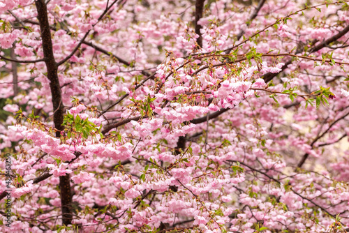 Beautiful sakura bloom in spring