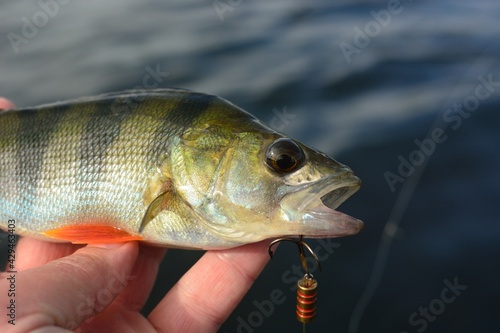 Fototapeta Naklejka Na Ścianę i Meble -  Summer fishing, perch fishing spinning reel on the lake 