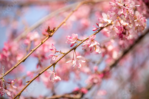 Beautiful sakura bloom in spring