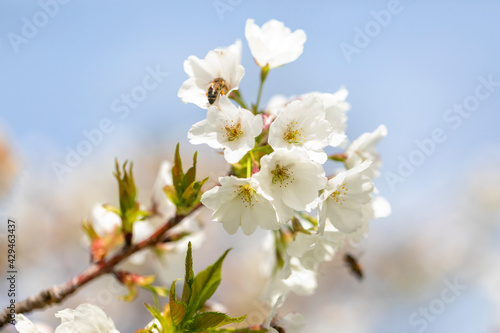 Beautiful sakura bloom in spring