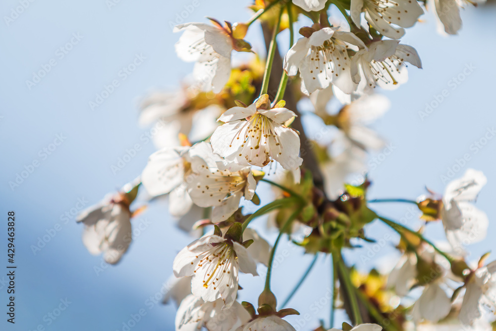Details of the flowers of an apple tree. Branch of a fruit tree with several flowers in spring. Focus on white petals in the shade in sunshine. Green leaves on branch from tree