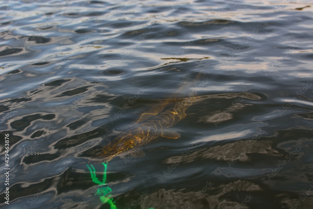 Summer fishing, pike fishing, spinning on the lake Summer fishing, pike fishing, spinning on the lake