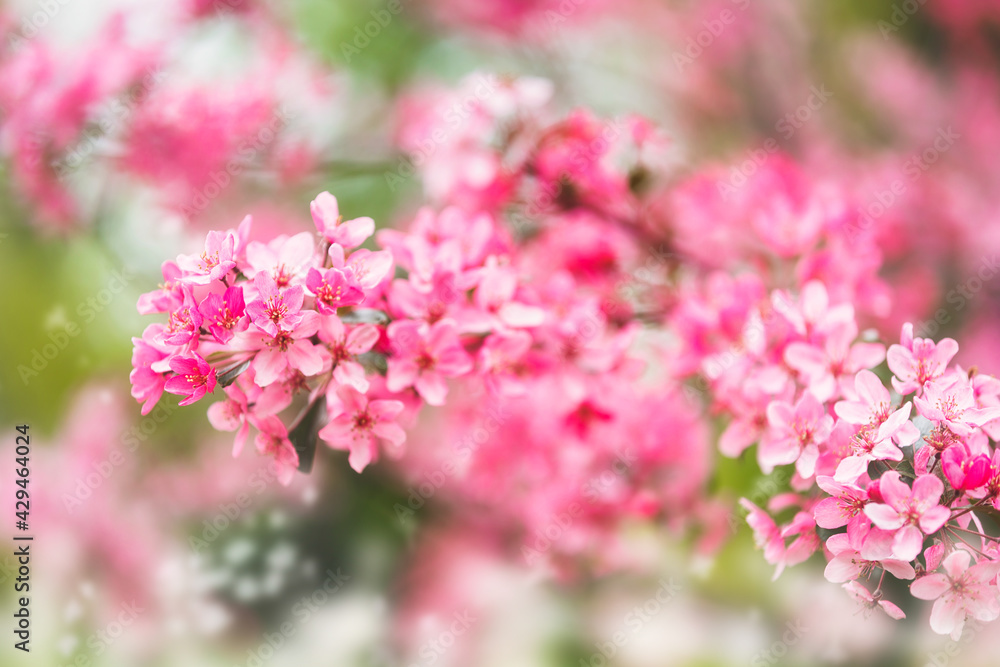 Cherry blossom in spring with with a nice bokeh. Close up of cherry blossom blooms on branches in spring. Selective focus Cherry blossom in spring with with a nice bokeh. Close up of cherry blossom blooms on branches in spring. Selective focus