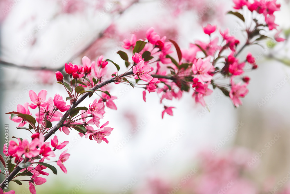 Obraz premium Cherry Blossom In Spring. Close up of cherry blossom blooms on branches in spring. Selective focus, copy space