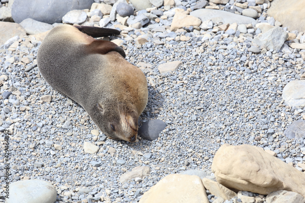 Neuseeländischer Seebär / New Zealand fur seal / Arctocephalus forsteri Neuseeländischer Seebär / New Zealand fur seal / Arctocephalus forsteri