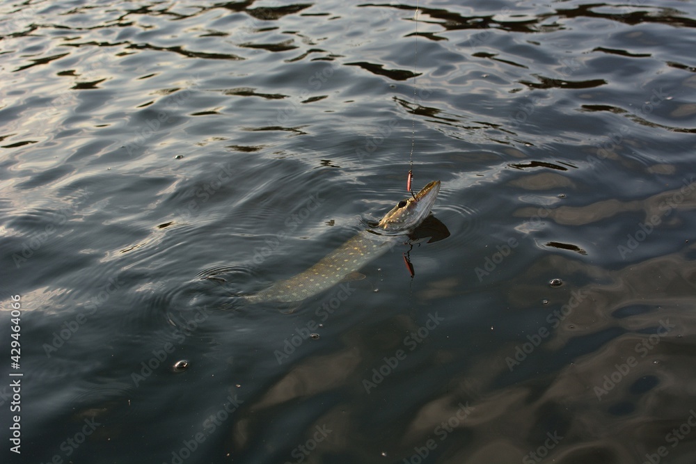 Summer fishing, pike fishing, spinning on the lake Summer fishing, pike fishing, spinning on the lake