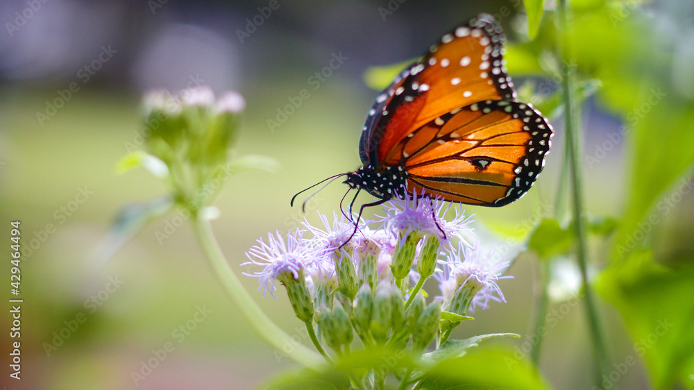 Fototapeta premium Butterfly on Flower wide view