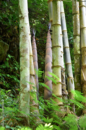 Big wild bamboo growth in the jungle