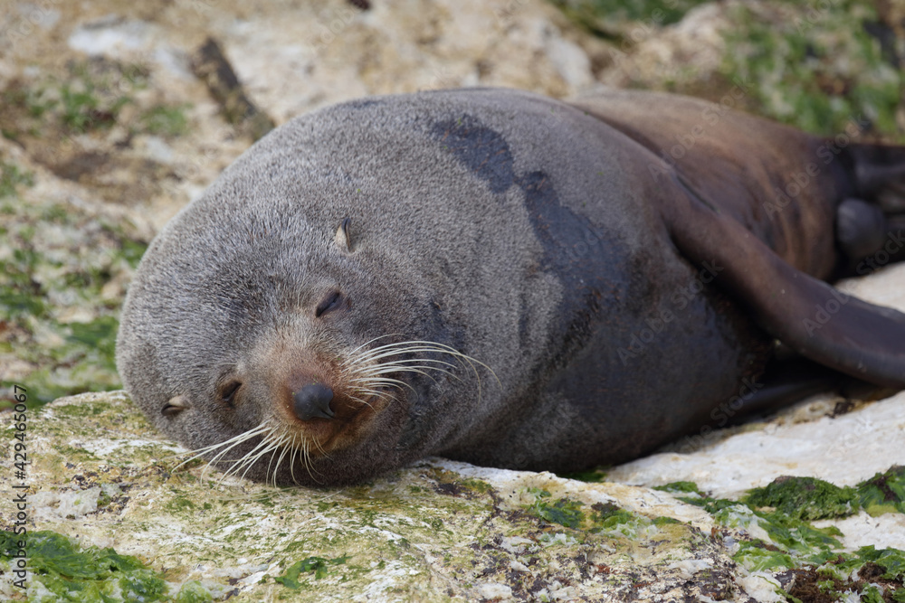 Fototapeta premium Neuseeländischer Seebär / New Zealand fur seal / Arctocephalus forsteri