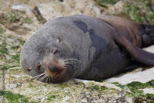 Neuseeländischer Seebär / New Zealand fur seal / Arctocephalus forsteri © Ludwig