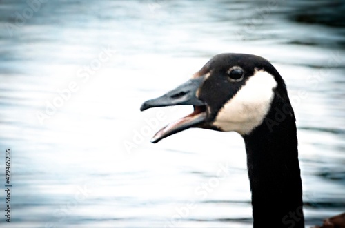 Canadian goose with mouth open in pond eyes and head