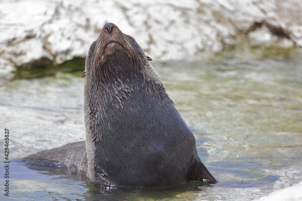 Naklejka premium Neuseeländischer Seebär / New Zealand fur seal / Arctocephalus forsteri
